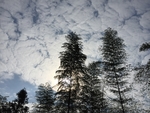 竹林与天空