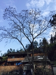美丽乡村