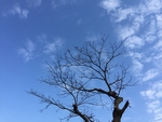 天空树枝