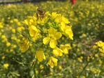 油菜花