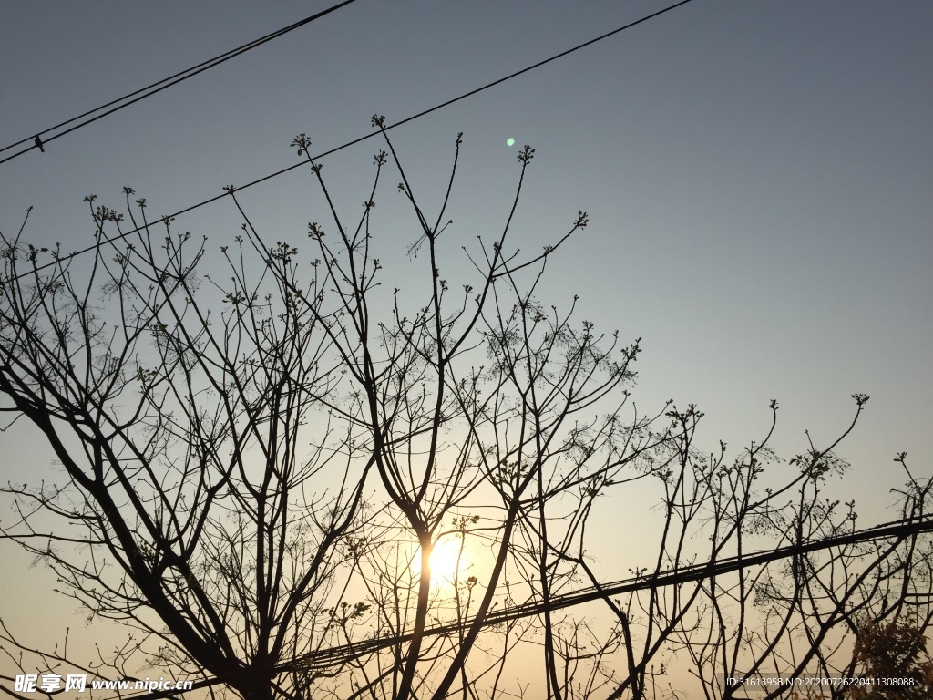 天空树枝