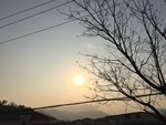树枝