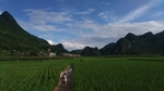 稻田