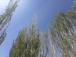 杨树