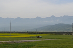 油菜花