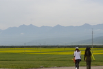 油菜花 田
