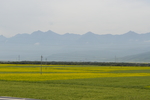 门源油菜花
