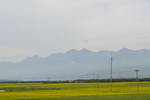油菜花