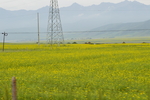 油菜花