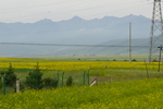 油菜花田
