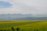 油菜花田