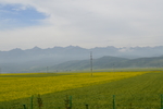 门源油菜花