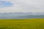 门源油菜花