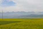 油菜花风光