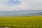 油菜花田