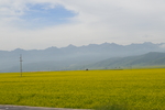 青海油菜花