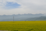 油菜花