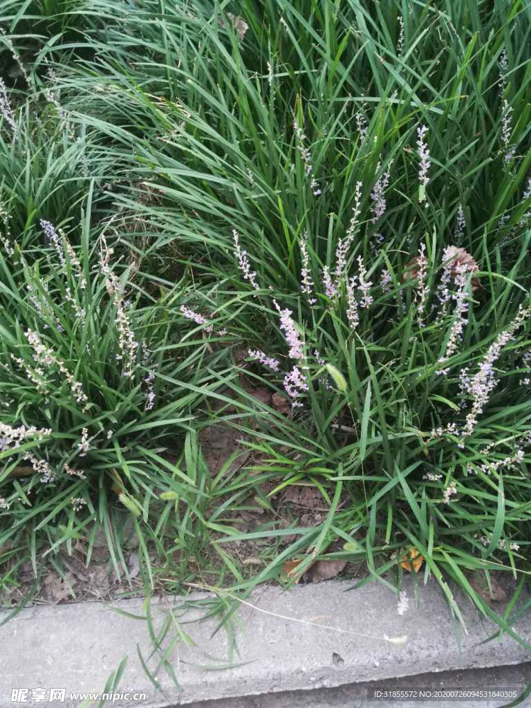 薰衣草