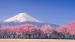 富士山樱花摄影图片