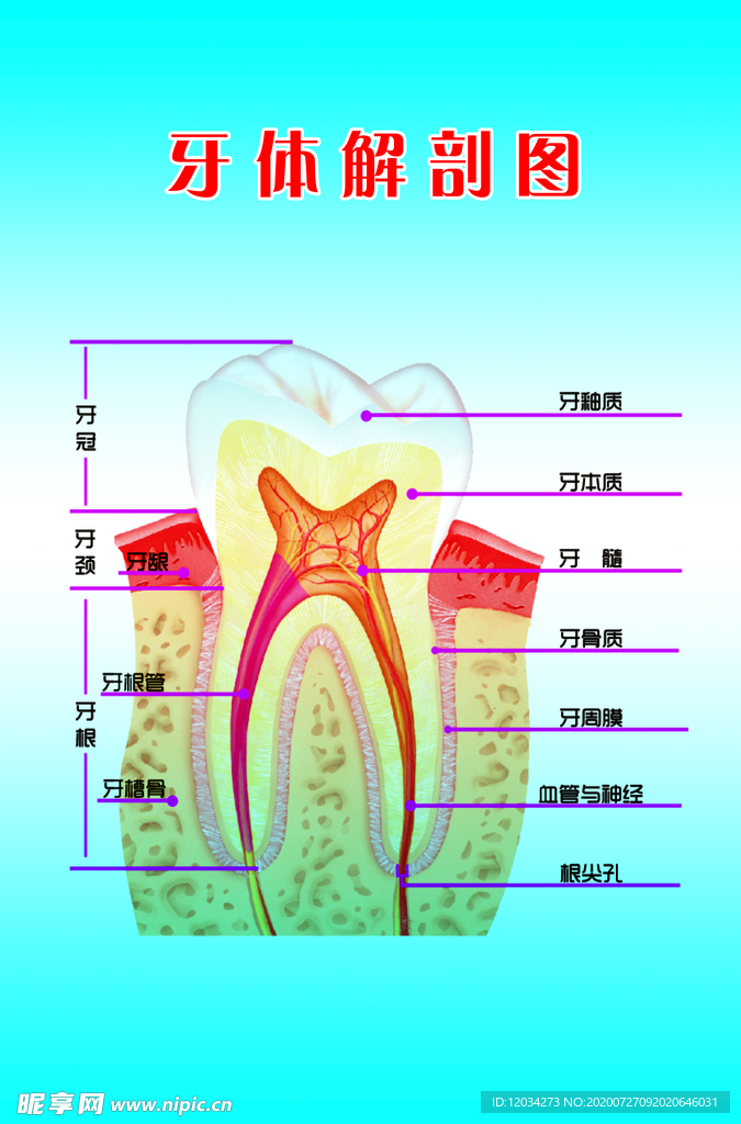 牙齿结构图