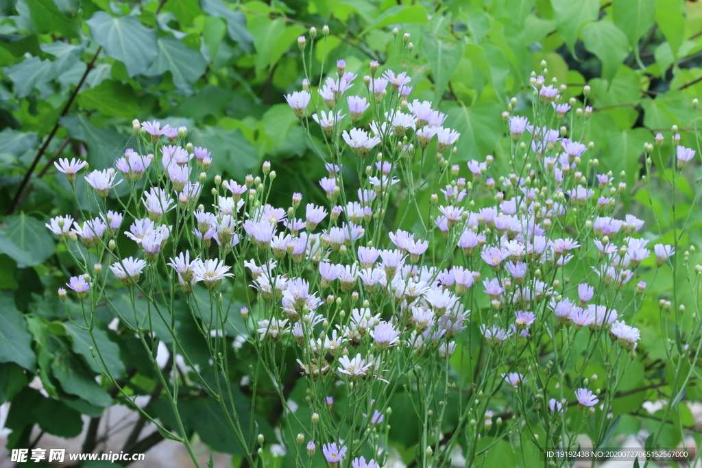 紫菀