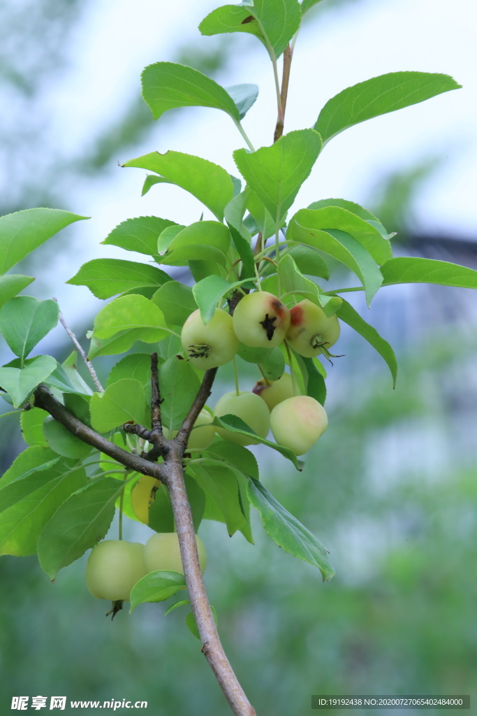 小沙果