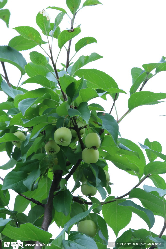 小沙果