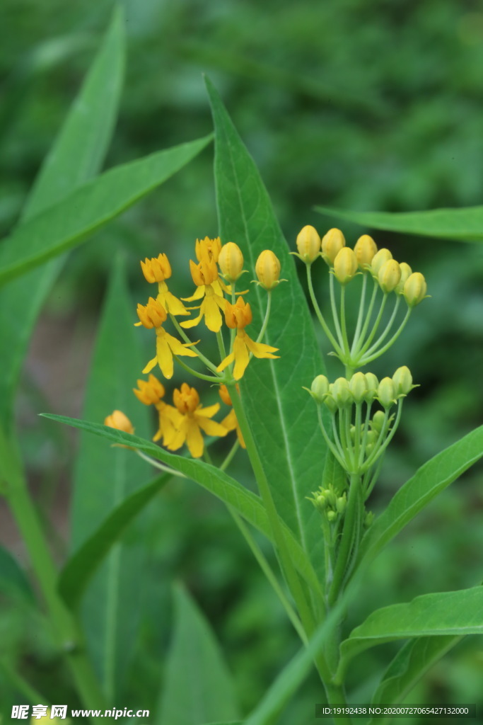 小黄花