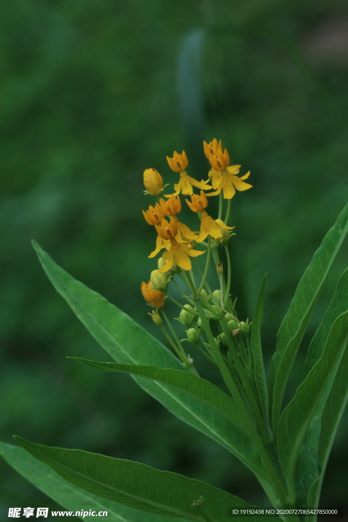 小黄花