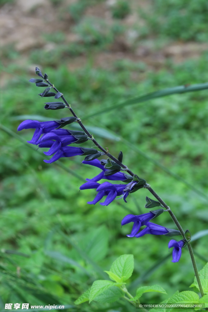 深蓝鼠尾草