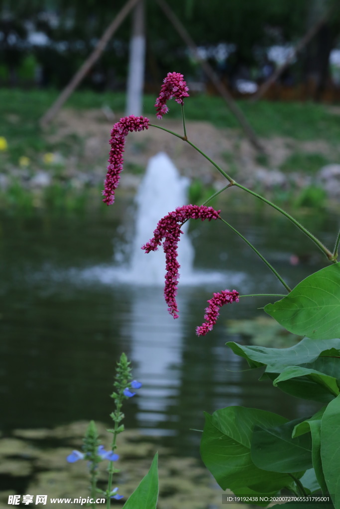 园林花草