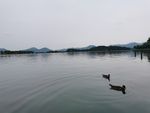 湖里的鸭子