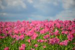 鲜花