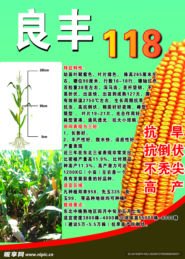 玉米海报