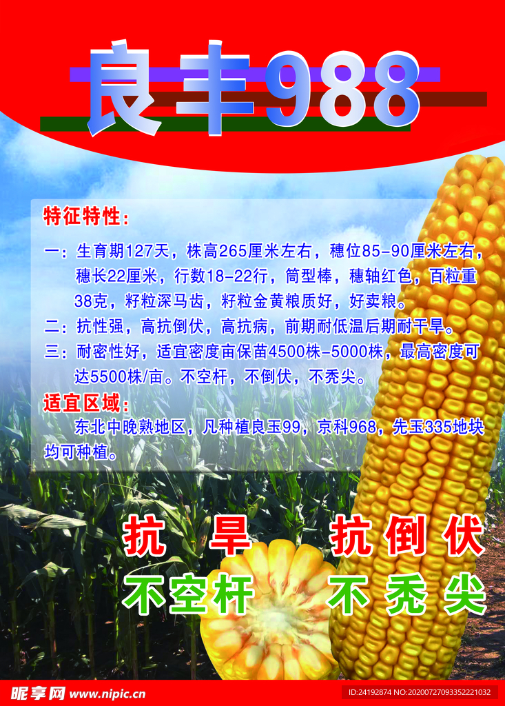 玉米海报