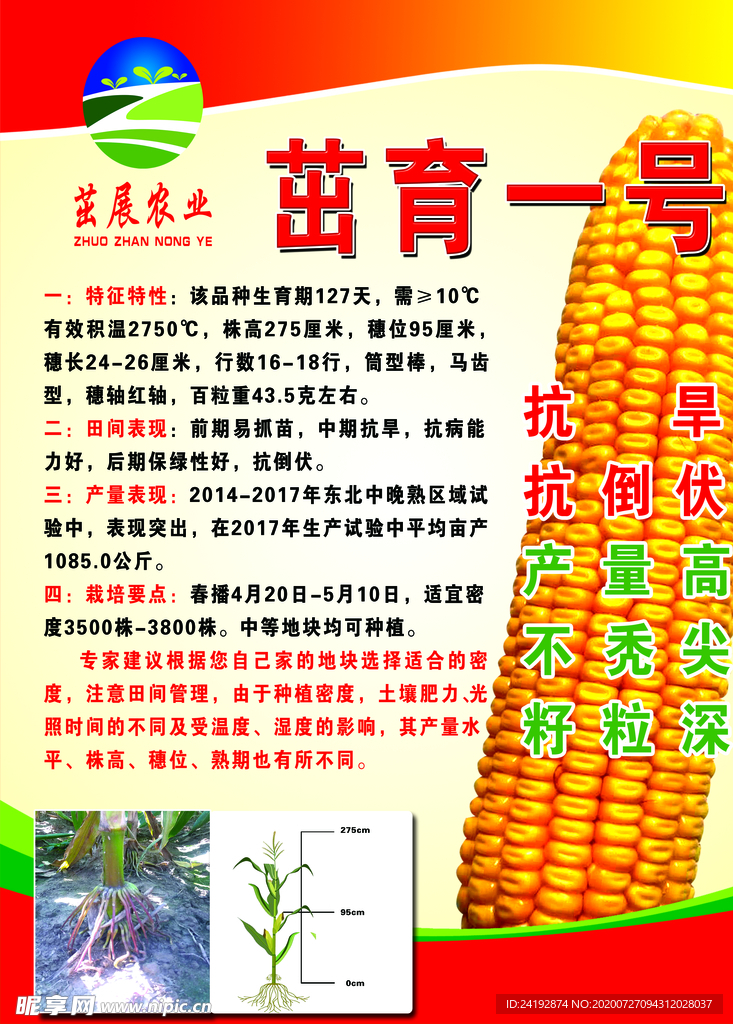 玉米海报