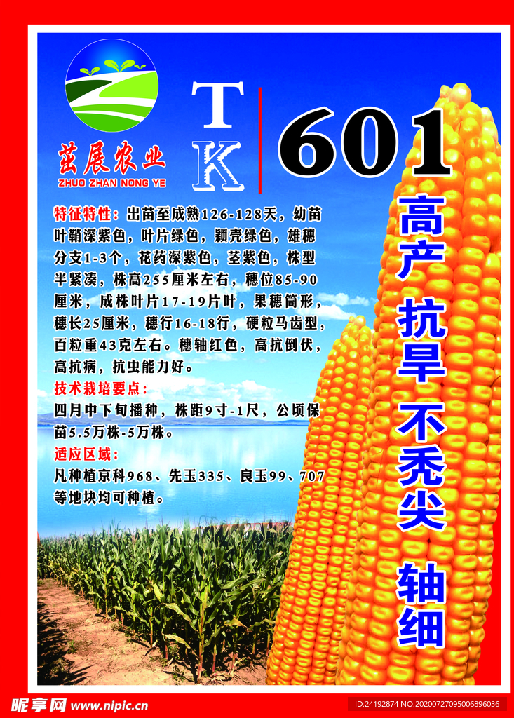玉米海报