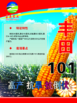 玉米海报