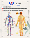 藏奥堂 经络