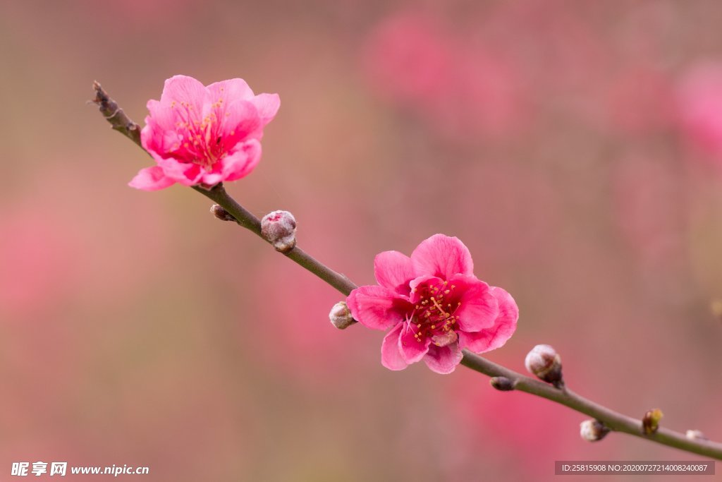 桃花