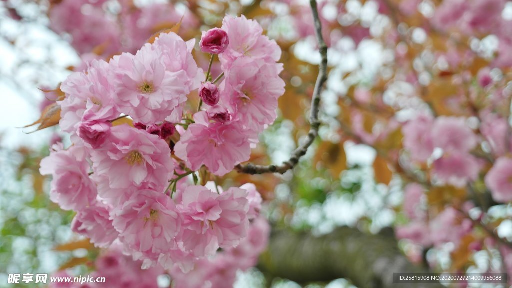 桃花