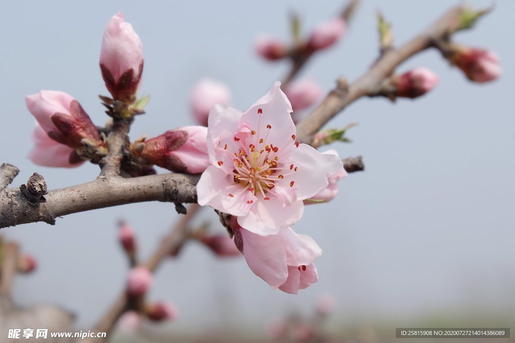 桃花