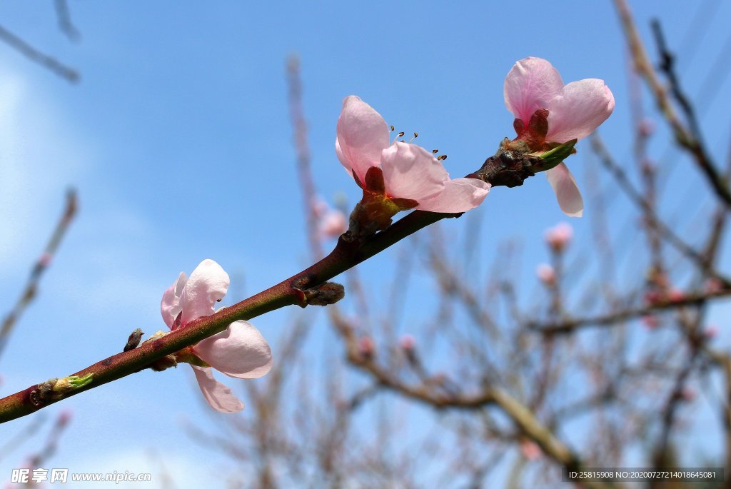 桃花