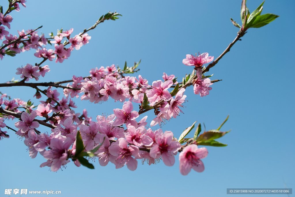 桃花