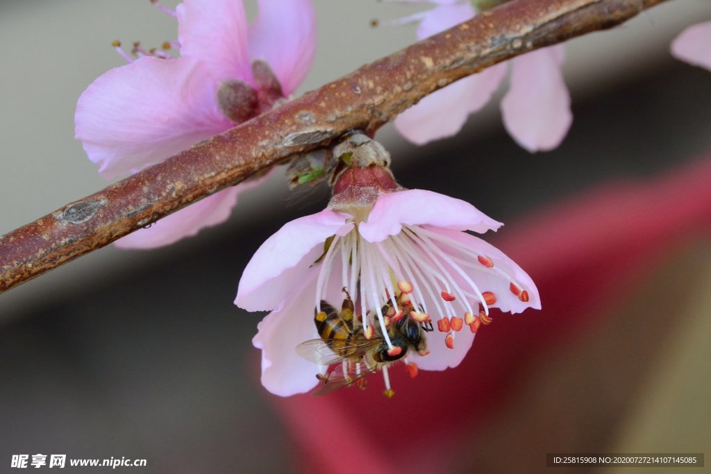 桃花