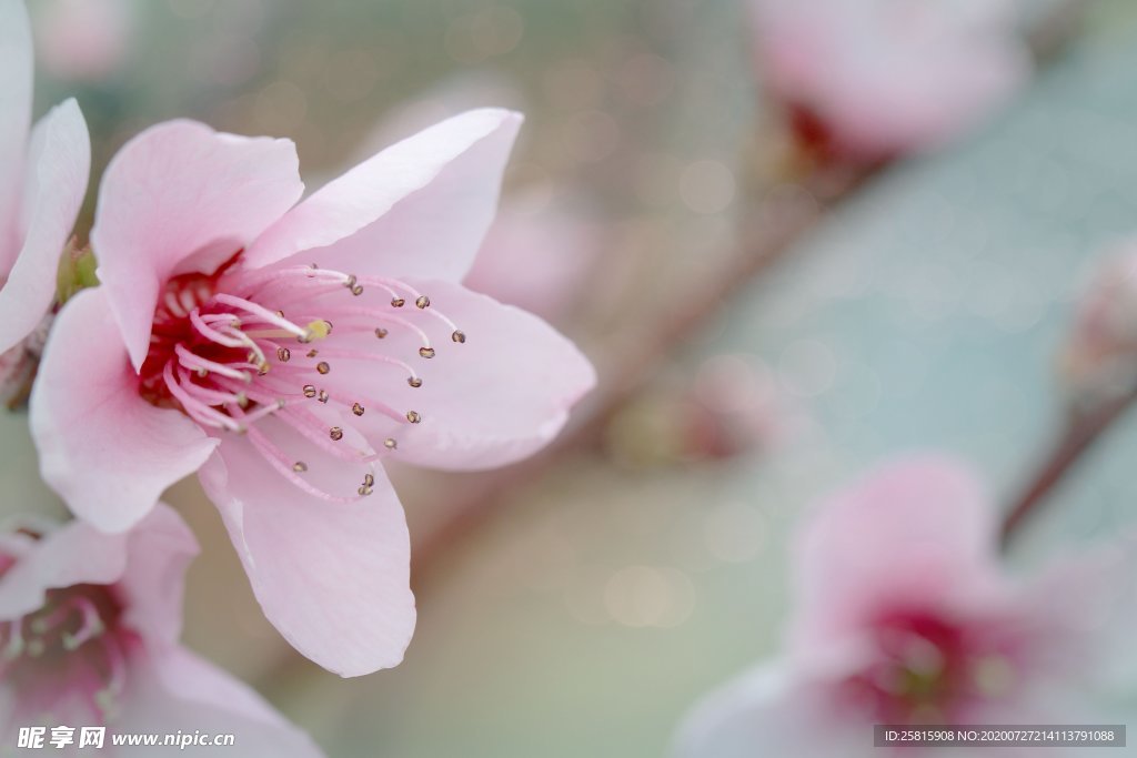 桃花