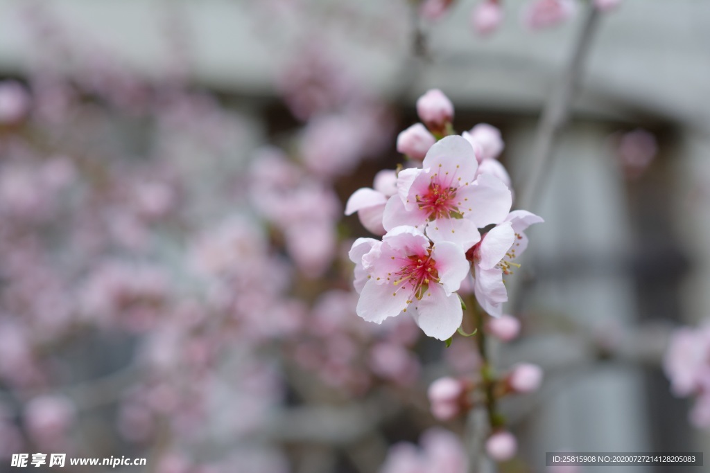 桃花