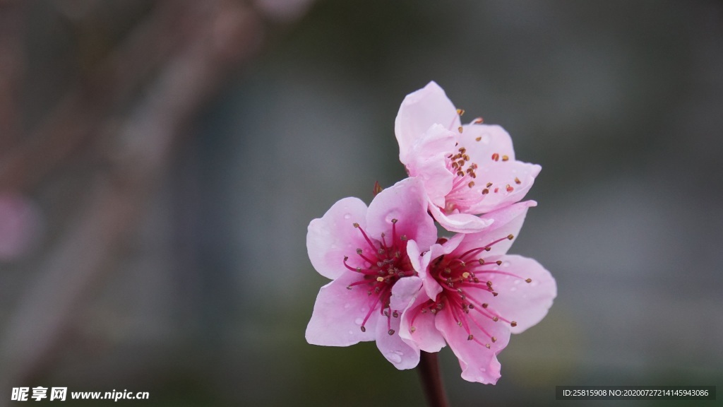 桃花