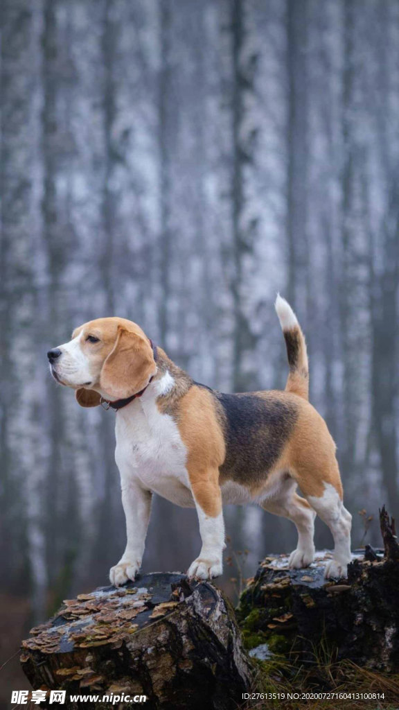 爱玩的比格犬图片