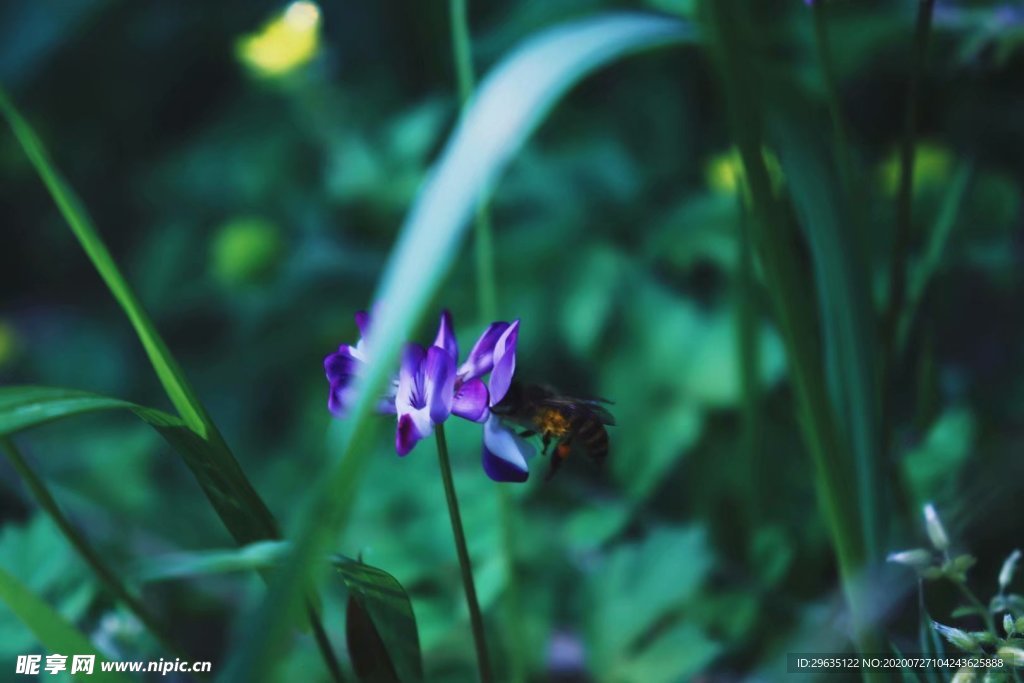 勤劳的蜜蜂